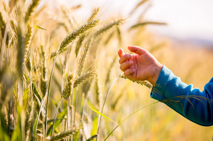 picture of wheat and tares - why did Jesus teach in parables